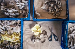 Mushrooms being packed for sale