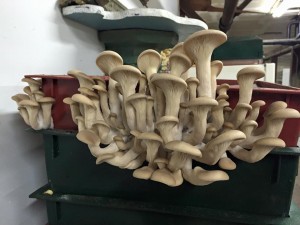Maureen's Mushrooms