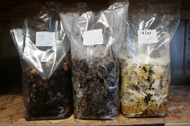Yellow Waste Metabolite Liquid In Fully Colonised Bag